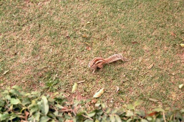 Fort rouge de Delhi