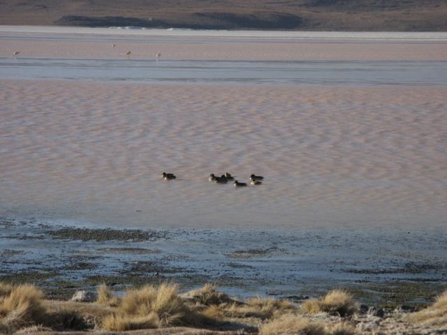 Priple dans le Salar