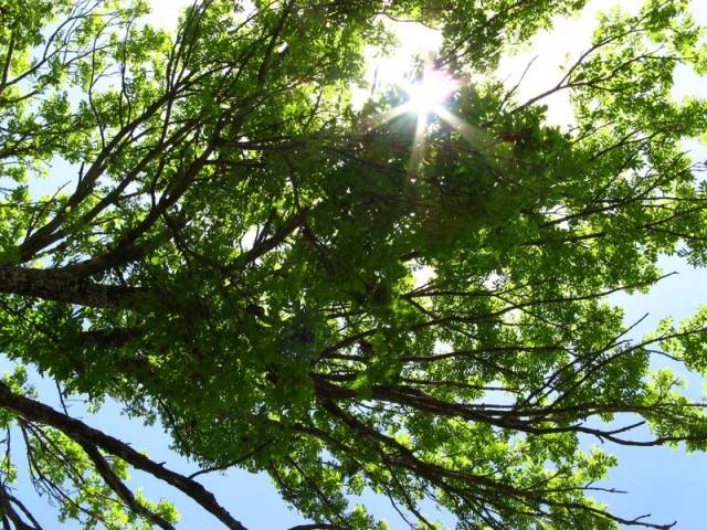 Arbres