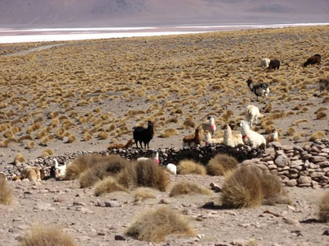 Priple dans le Salar