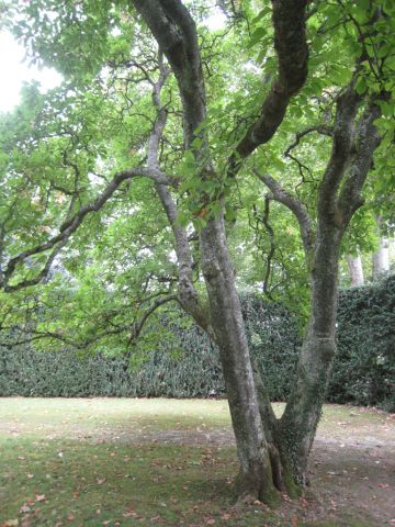 Le parc