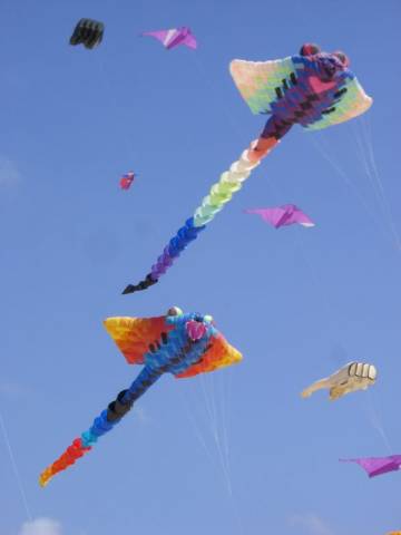 Festival du cerf-volant