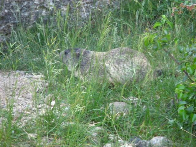 La colline des marmottes