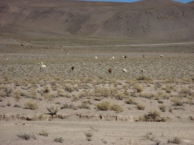 Priple dans le Salar