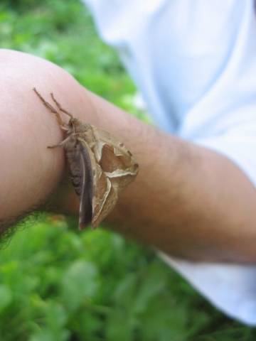 Eclosion d'un papillon